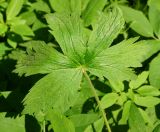 Geranium sylvaticum