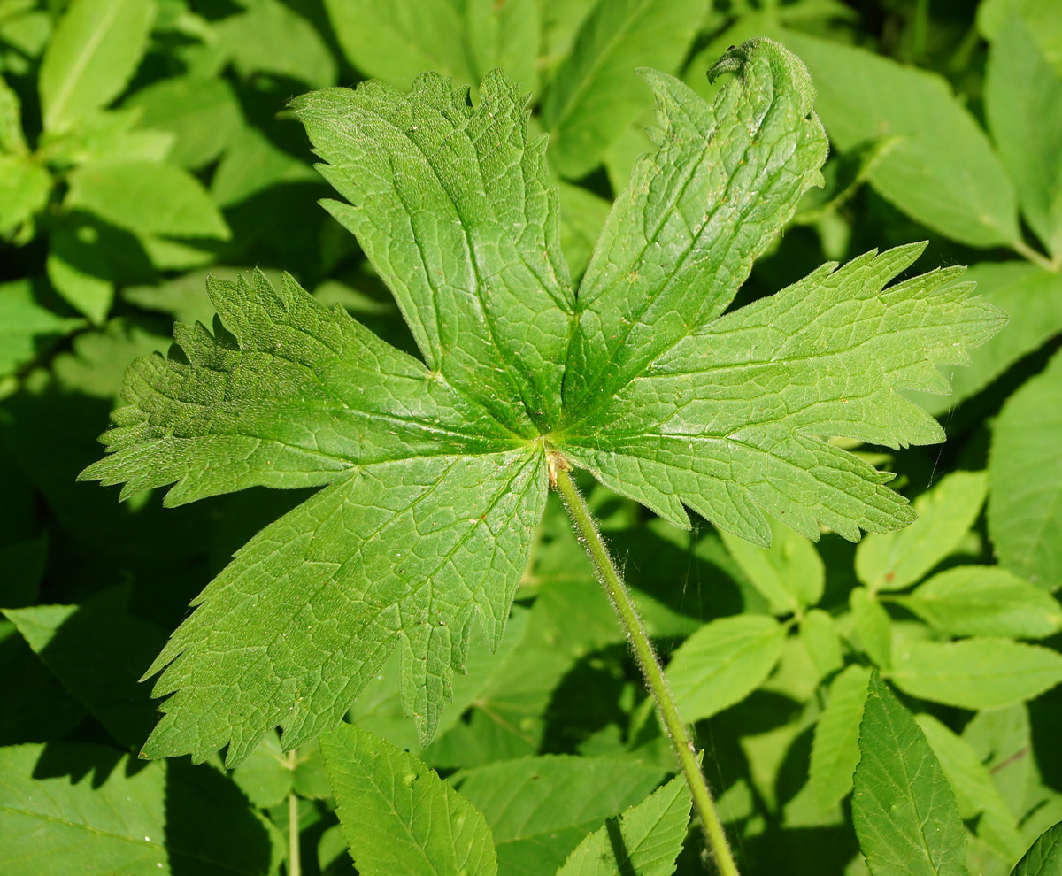 Изображение особи Geranium sylvaticum.