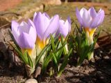 Crocus sieberi подвид atticus. Цветущие растения (сорт 'Firefly'). Краснодарский край, г. Усть-Лабинск, на приусадебном участке. 15.02.2020.