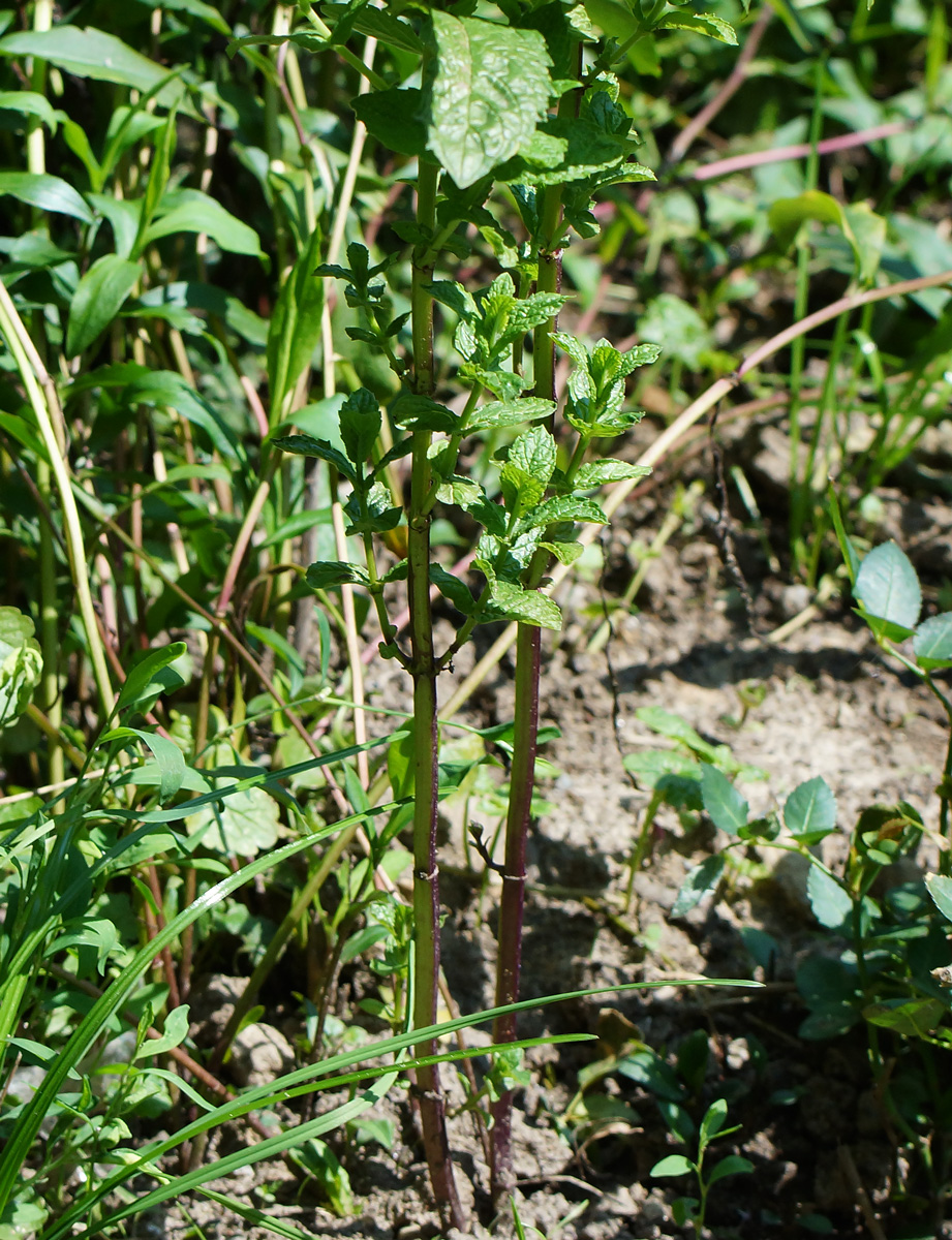 Изображение особи Mentha spicata.