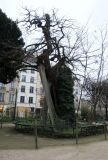 Robinia pseudoacacia. Самое старое дерево Парижа (посажено в 1601-1602, происхождение - Сев. Америка, Аппалачи). Франция, Париж, V округ, сквер Рене Вивиани. 23.02.2020.