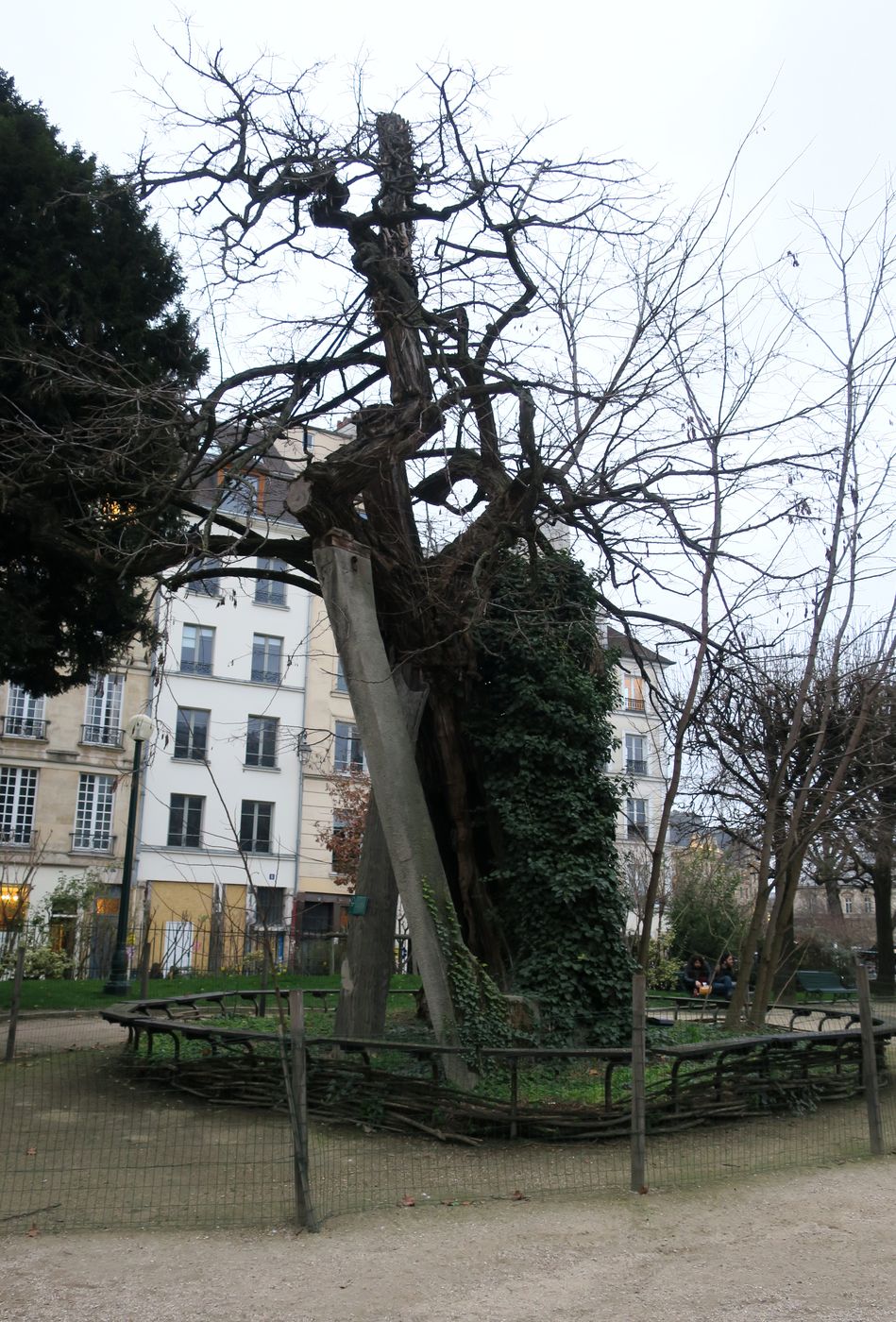 Image of Robinia pseudoacacia specimen.