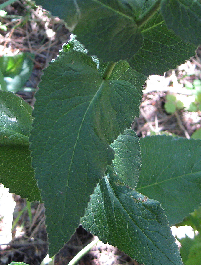 Image of Campanula bononiensis specimen.