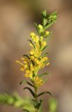 Orthanthella lutea