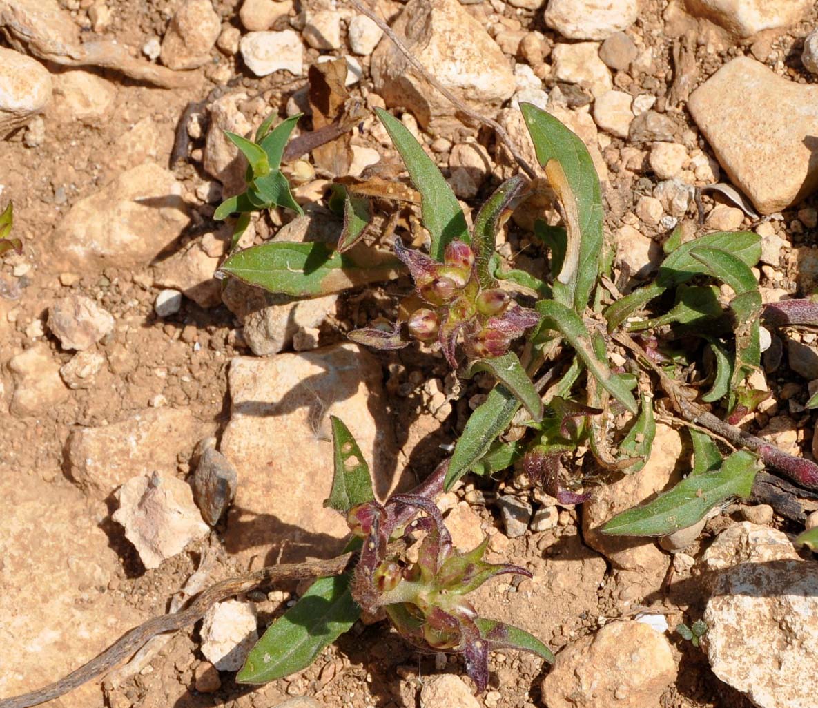 Image of Convolvulus pentapetaloides specimen.