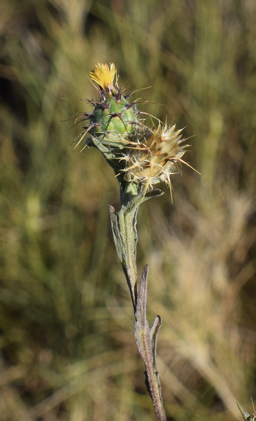 Изображение особи Centaurea melitensis.