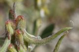 Trigonella spruneriana