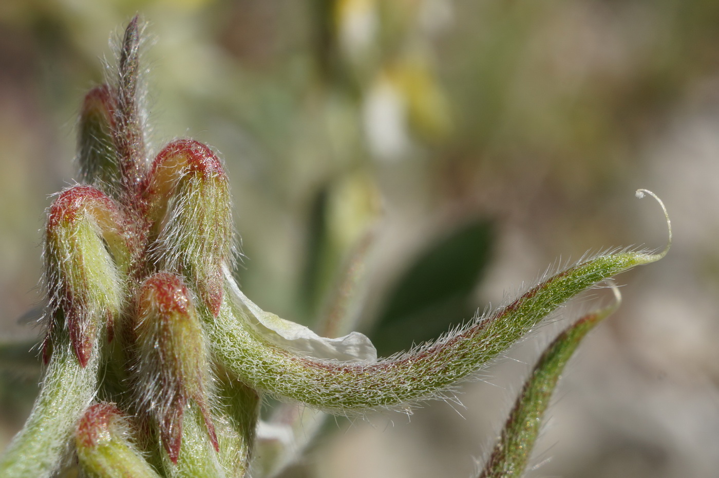 Image of Trigonella spruneriana specimen.