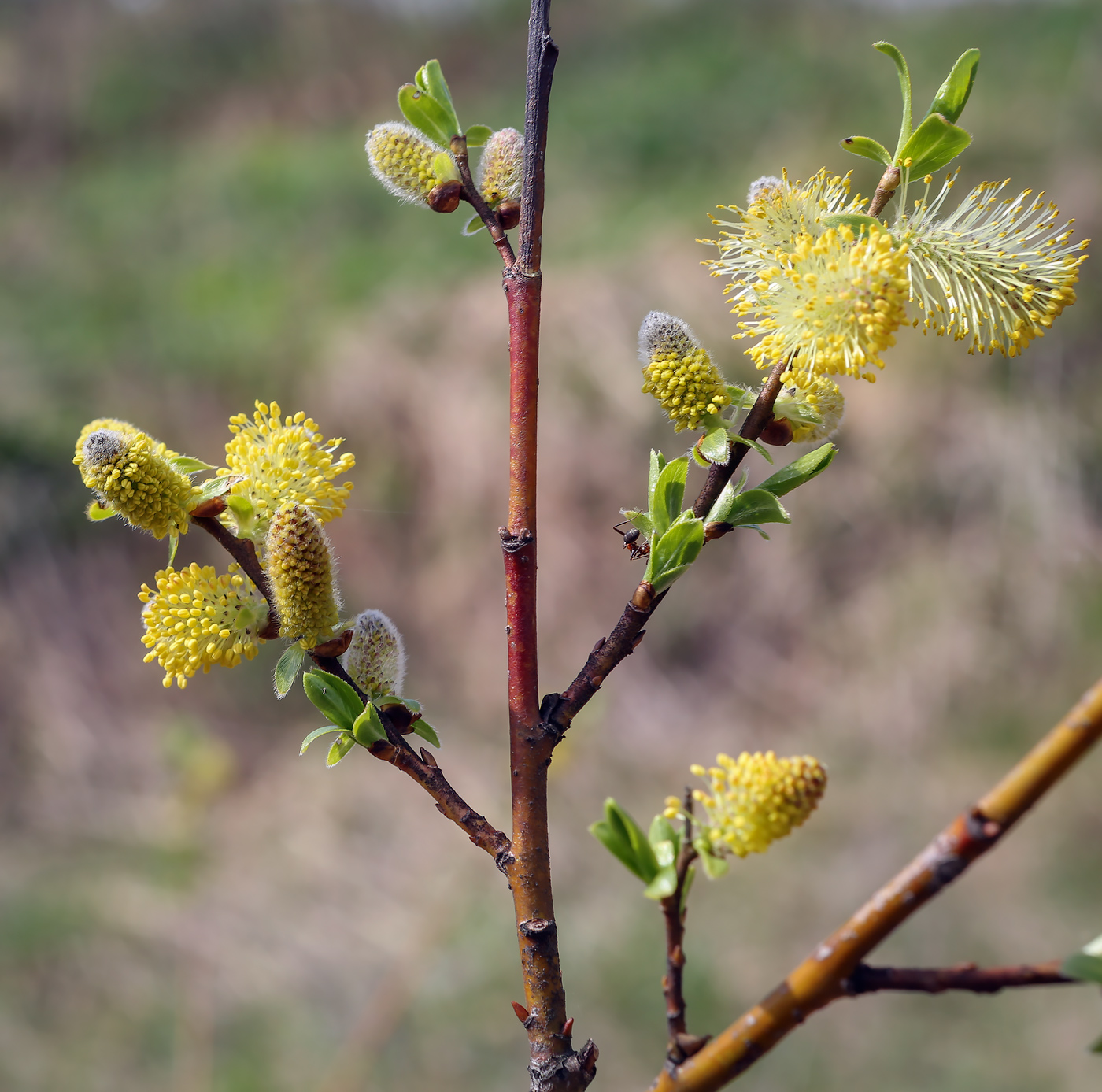 Image of genus Salix specimen.