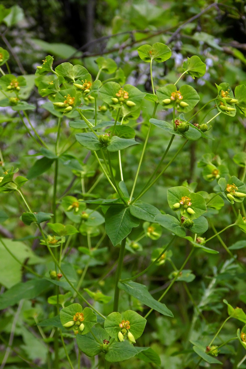 Изображение особи Euphorbia squamosa.