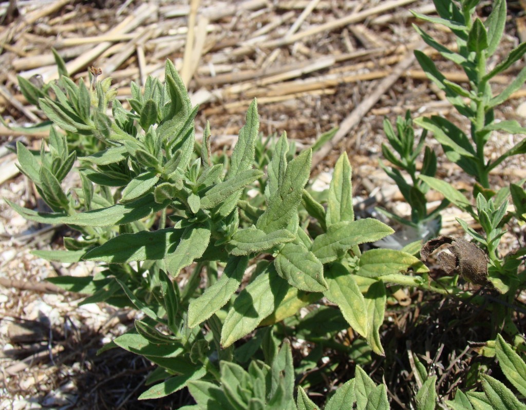 Image of Argusia sibirica specimen.