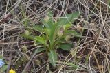 Viola gmeliniana