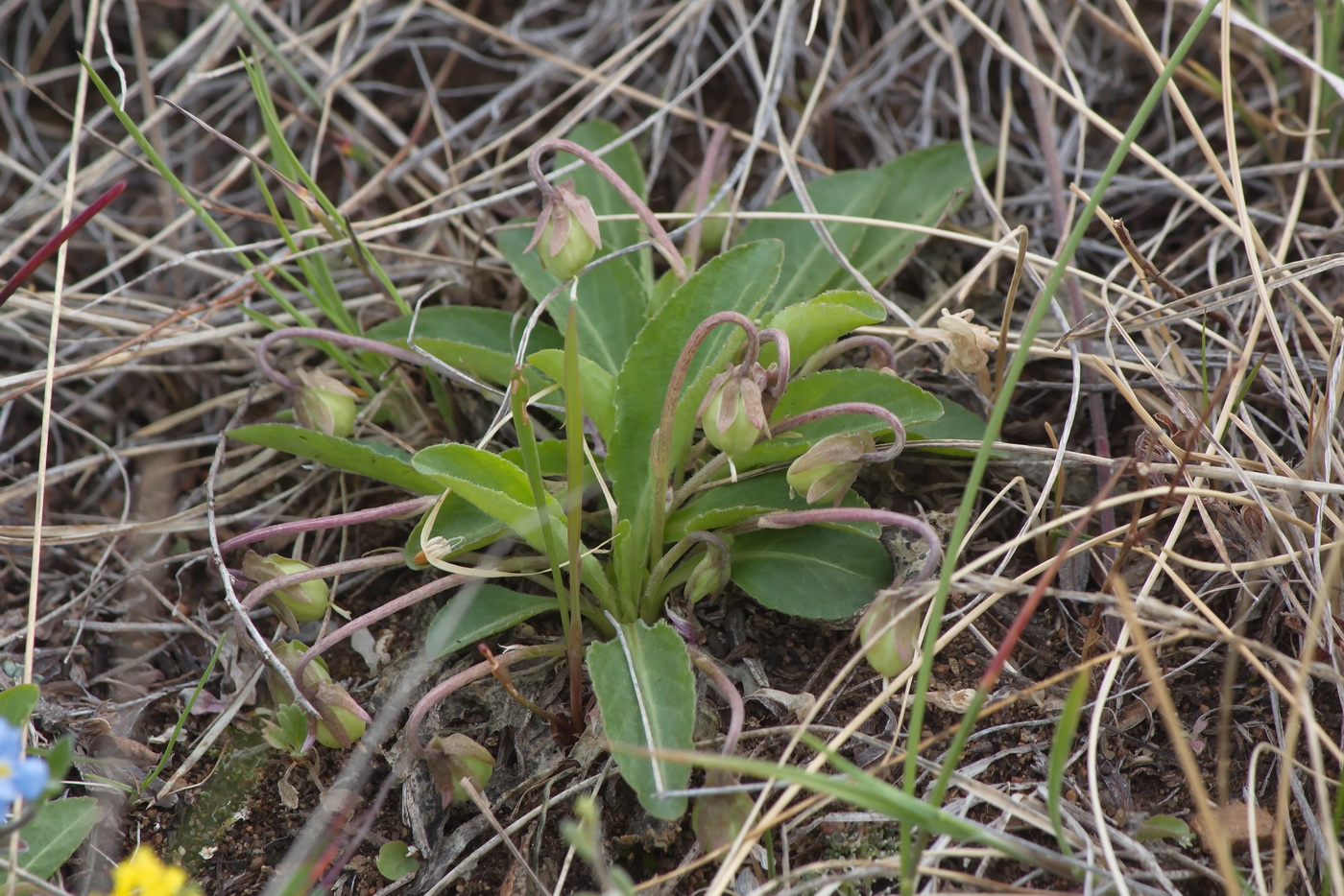 Изображение особи Viola gmeliniana.