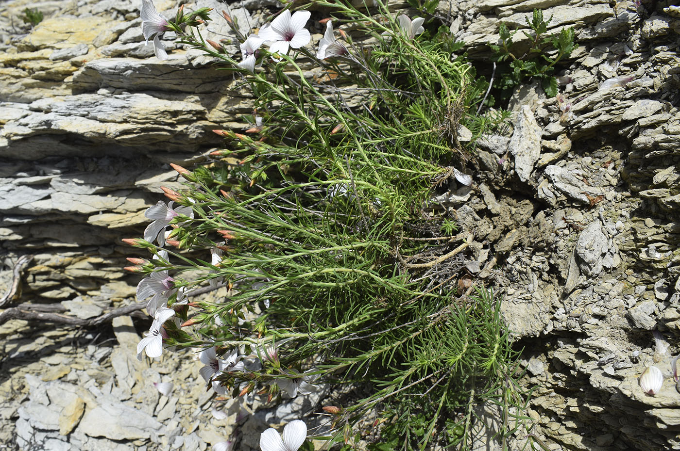 Image of Linum milletii specimen.