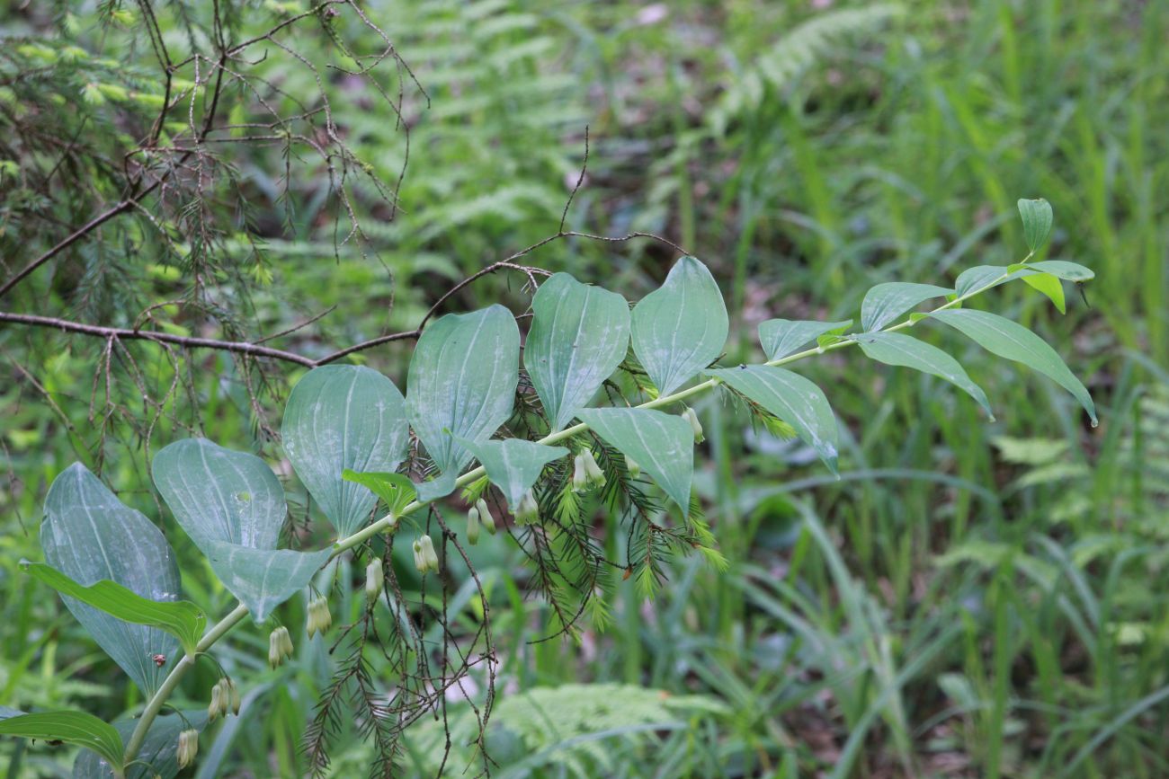 Image of Polygonatum multiflorum specimen.