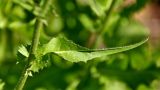 Cichorium intybus