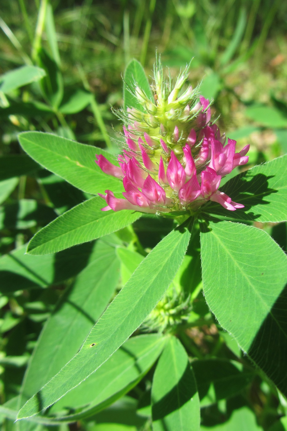 Image of Trifolium medium specimen.