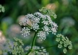Aegopodium podagraria