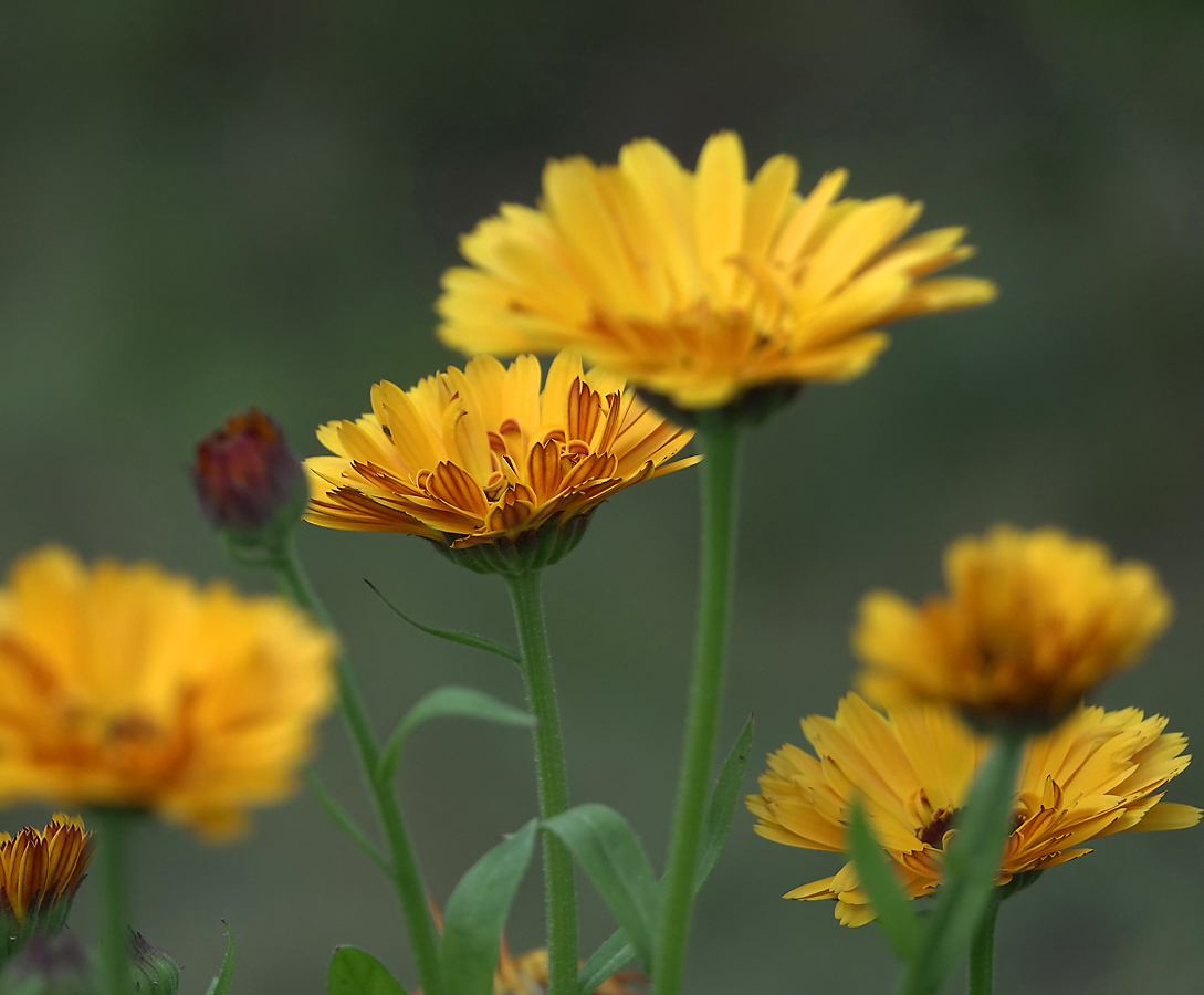 Image of Calendula officinalis specimen.