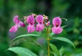 Impatiens glandulifera. Верхушка побега с соцветием. Московская обл., окр. г. Железнодорожный, опушка смешанного леса. 05.07.2020.