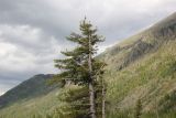 Pinus sibirica. Верхушка дерева. Республика Алтай, Усть-Коксинский р-н, урочище Шумы, берег реки Мульта. 28 июля 2020 г.