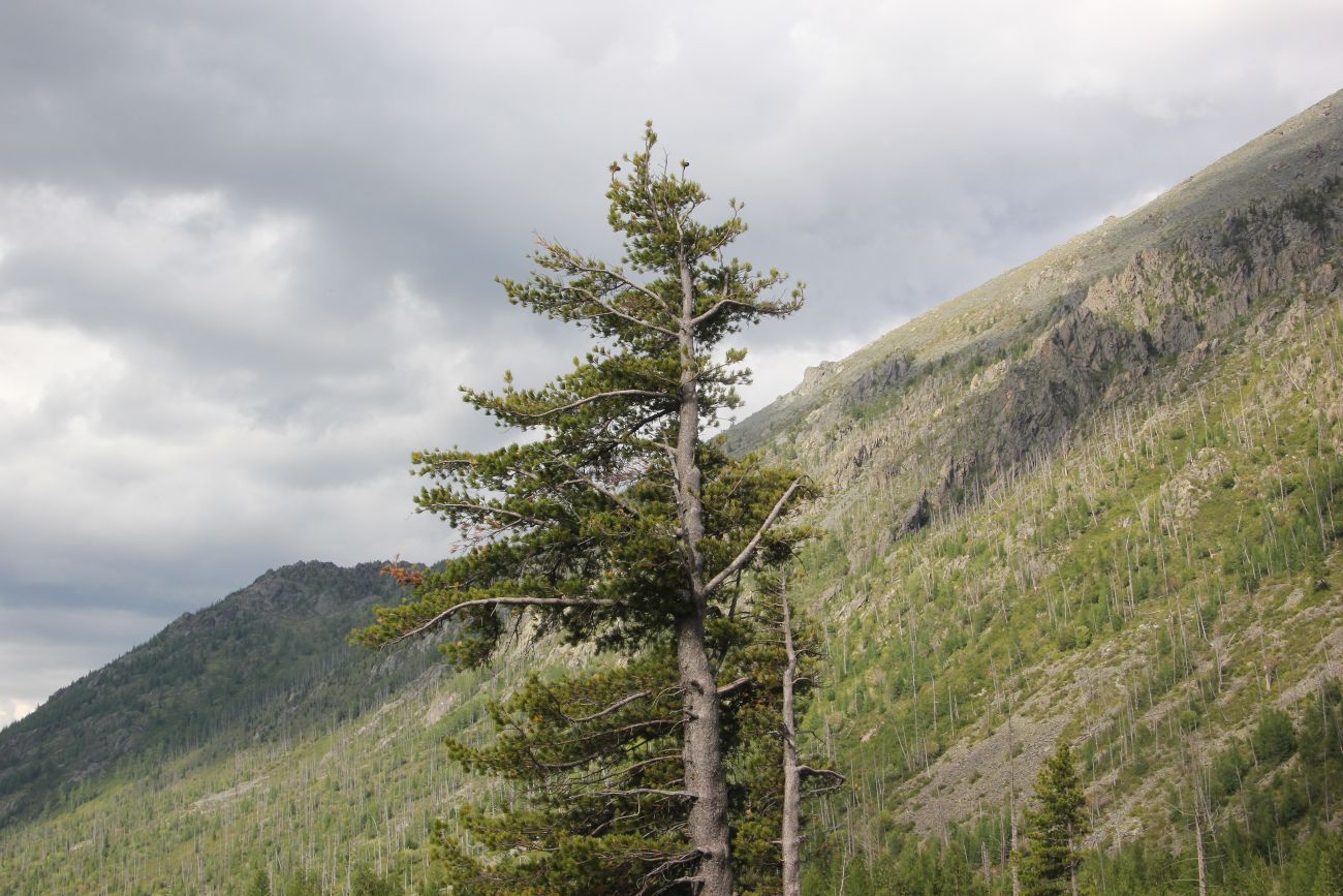 Изображение особи Pinus sibirica.