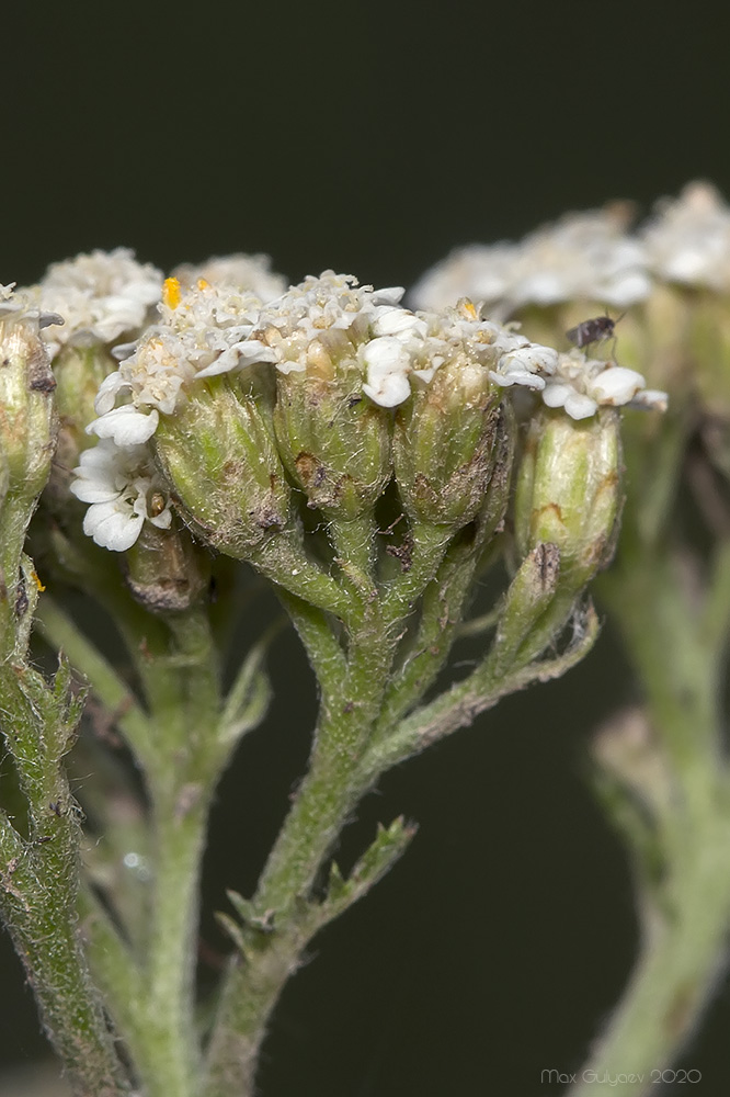 Изображение особи род Achillea.