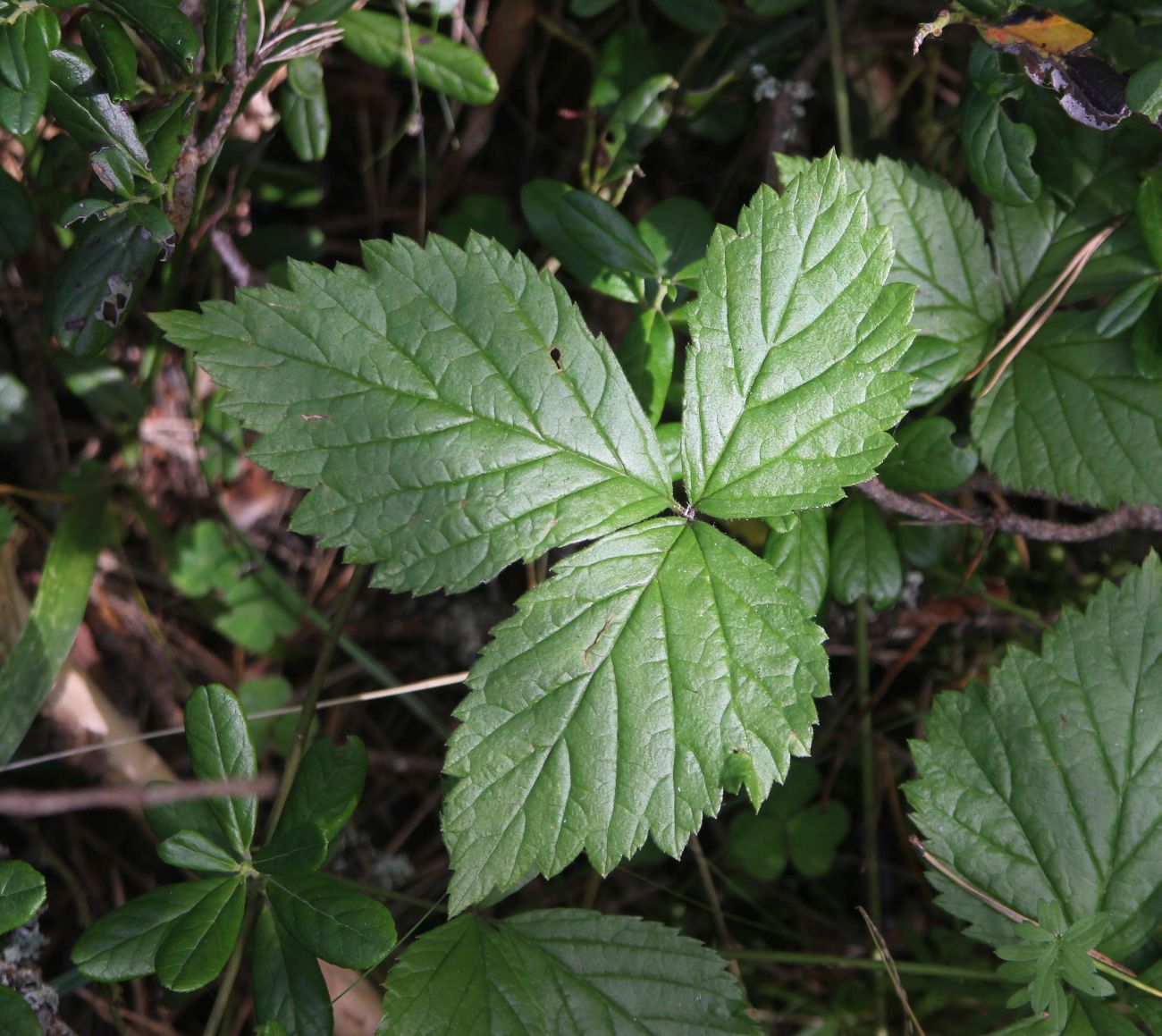 Изображение особи Rubus saxatilis.