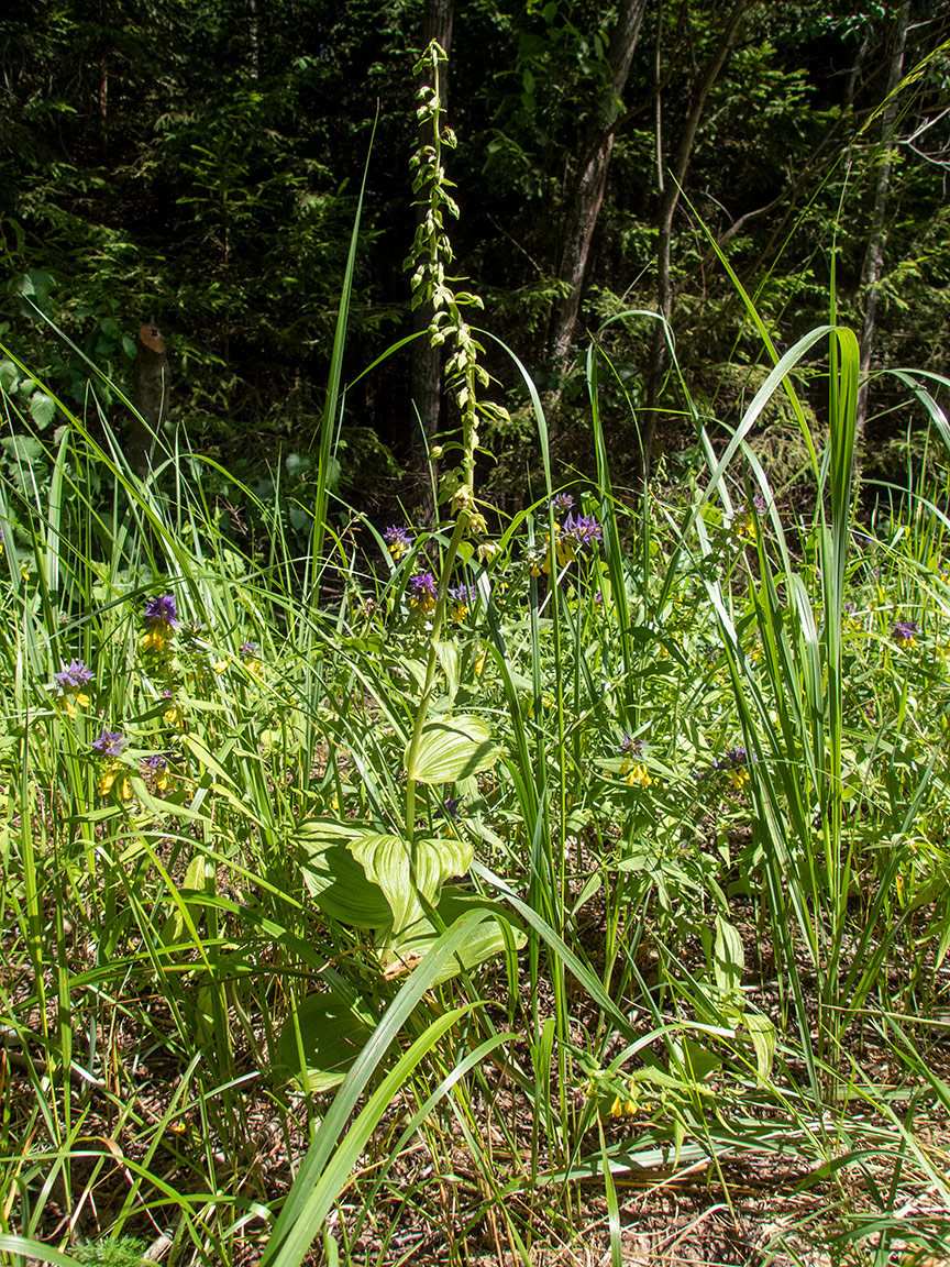 Image of Epipactis helleborine specimen.