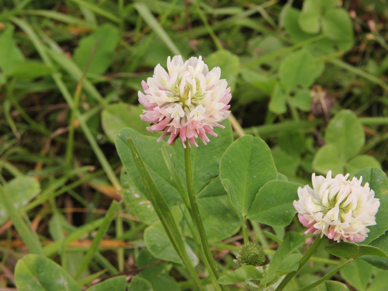 Изображение особи Trifolium hybridum.