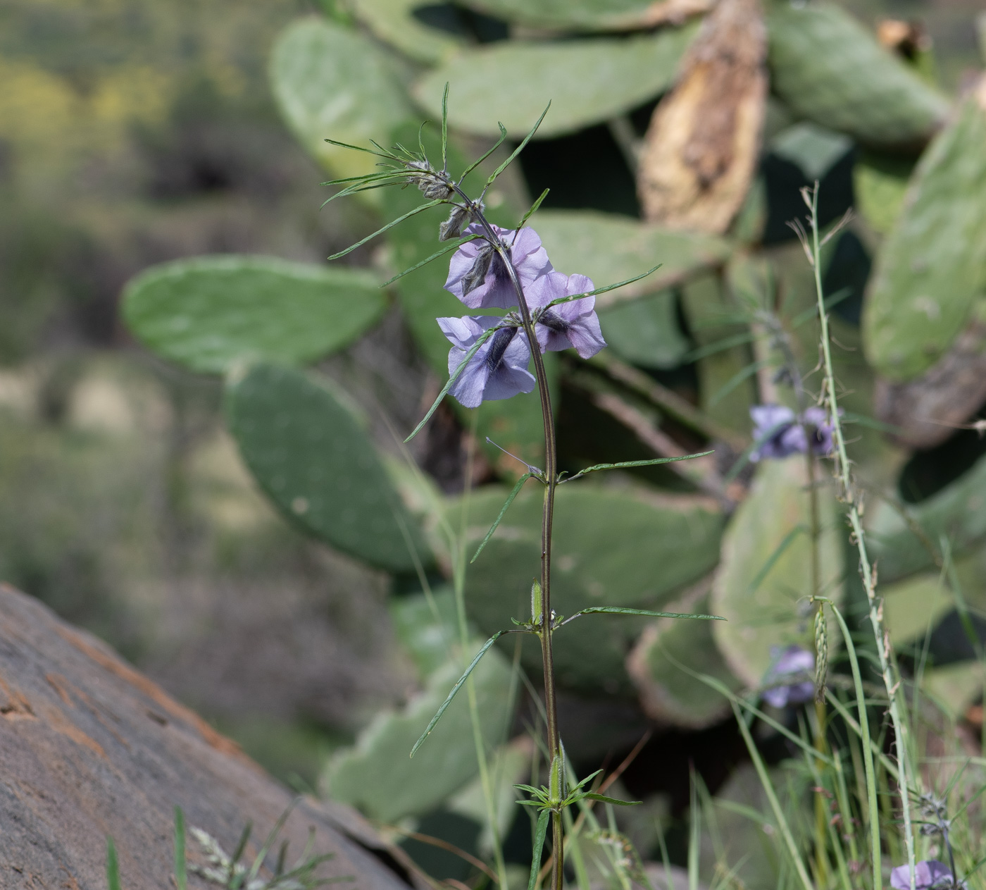 Image of Sesamum triphyllum specimen.