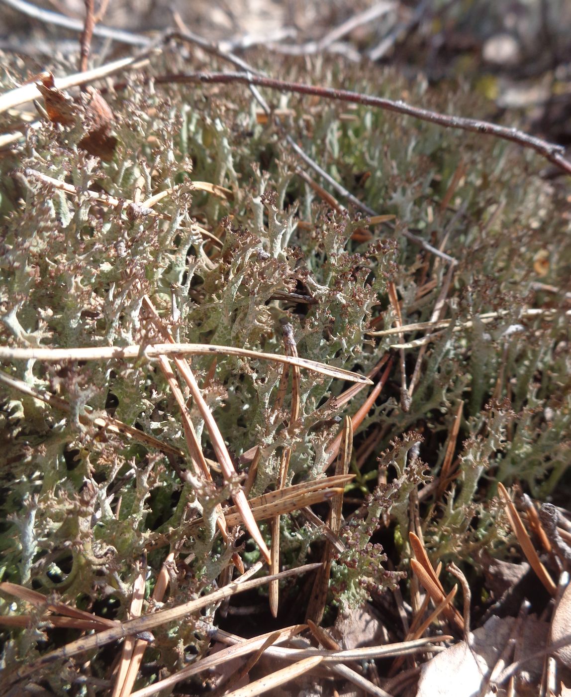 Image of genus Cladonia specimen.