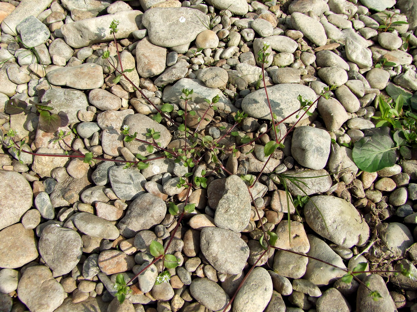 Image of Stellaria media specimen.