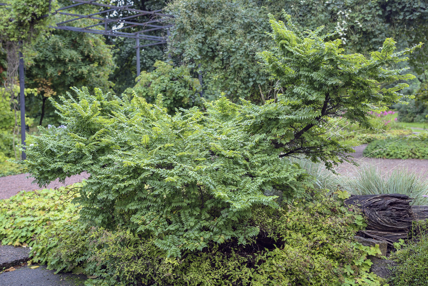 Image of Ulmus parvifolia specimen.