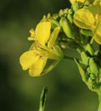 Brassica juncea