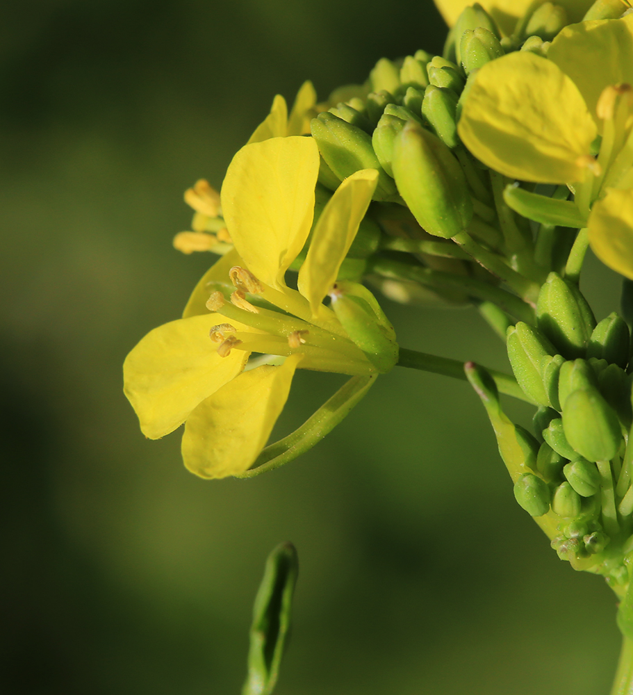 Изображение особи Brassica juncea.