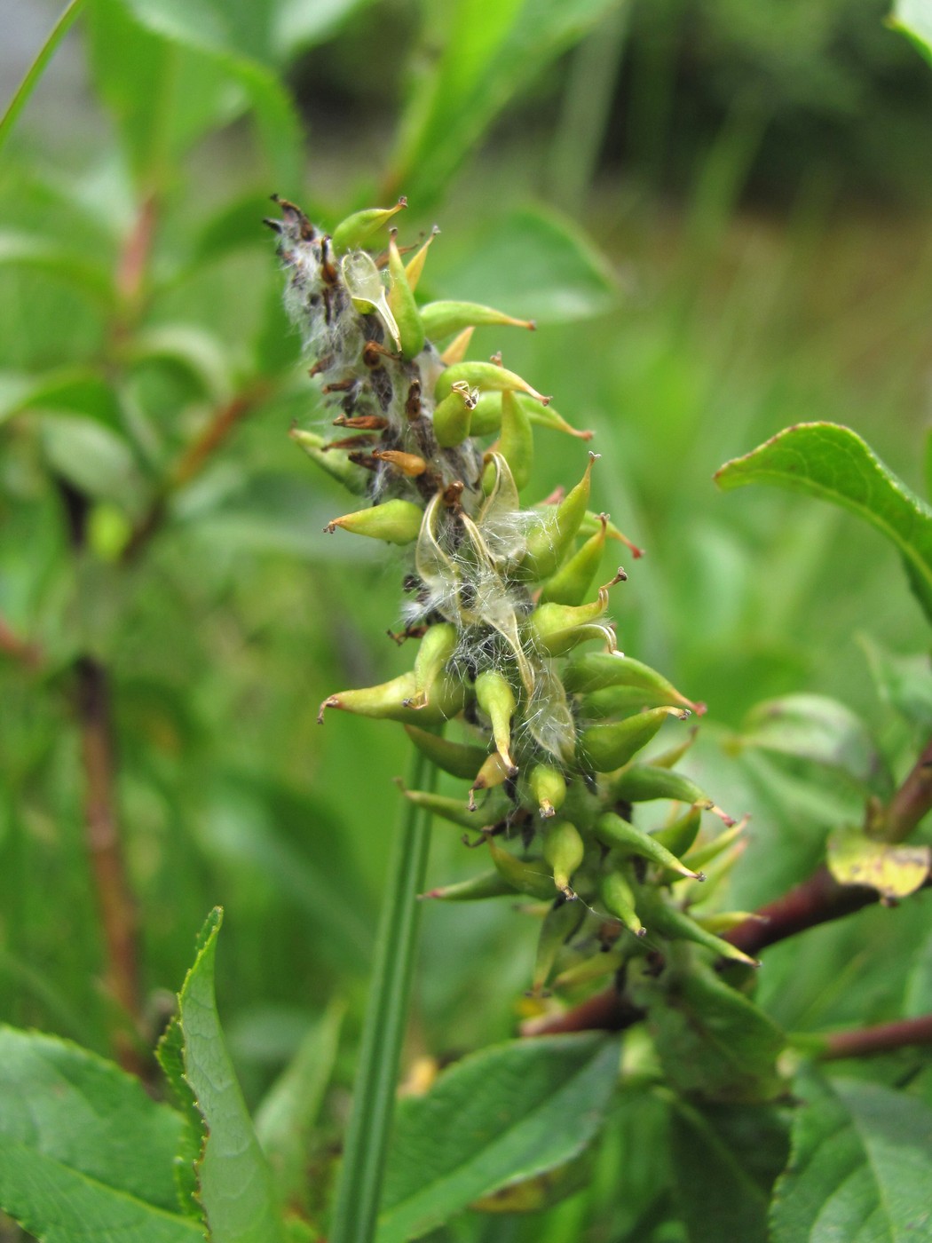 Изображение особи Salix caucasica.