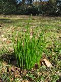 Gagea spathacea. Вегетирующие растения. Нидерланды, провинция Drenthe, деревня Roden, парк на территории поместья (мызы). 21 марта 2010 г.