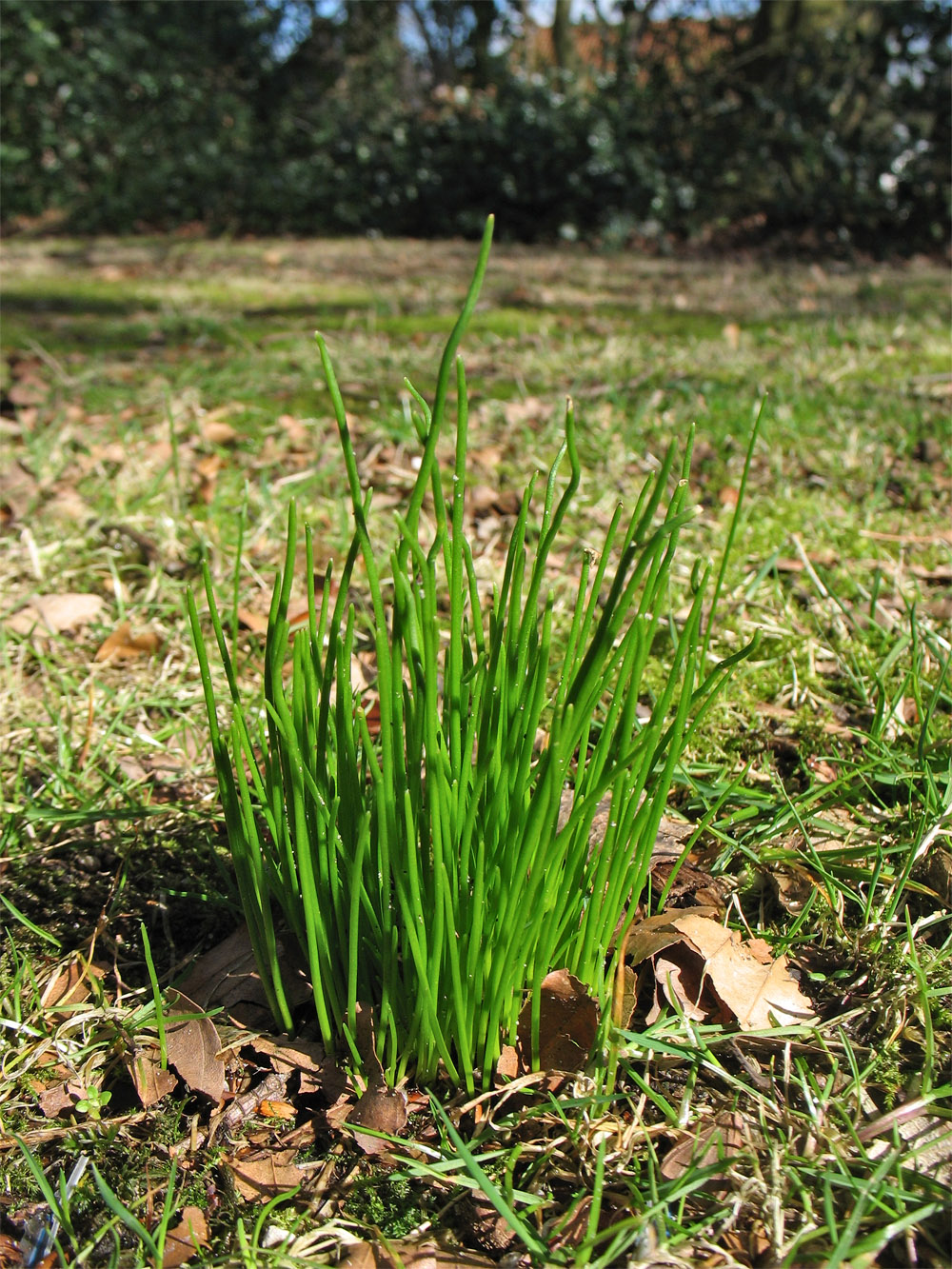 Изображение особи Gagea spathacea.