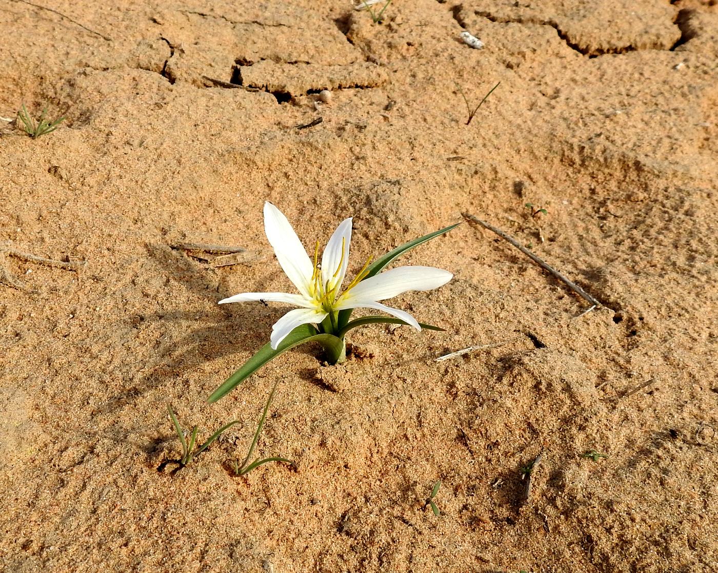 Image of Merendera robusta specimen.