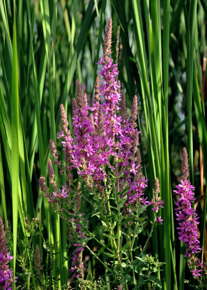 Image of Lythrum salicaria specimen.