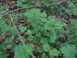 Glechoma hederacea