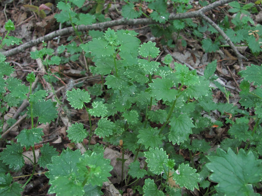 Image of Glechoma hederacea specimen.