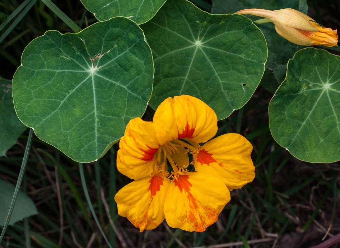 Image of Tropaeolum majus specimen.