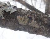 Lecanora symmicta