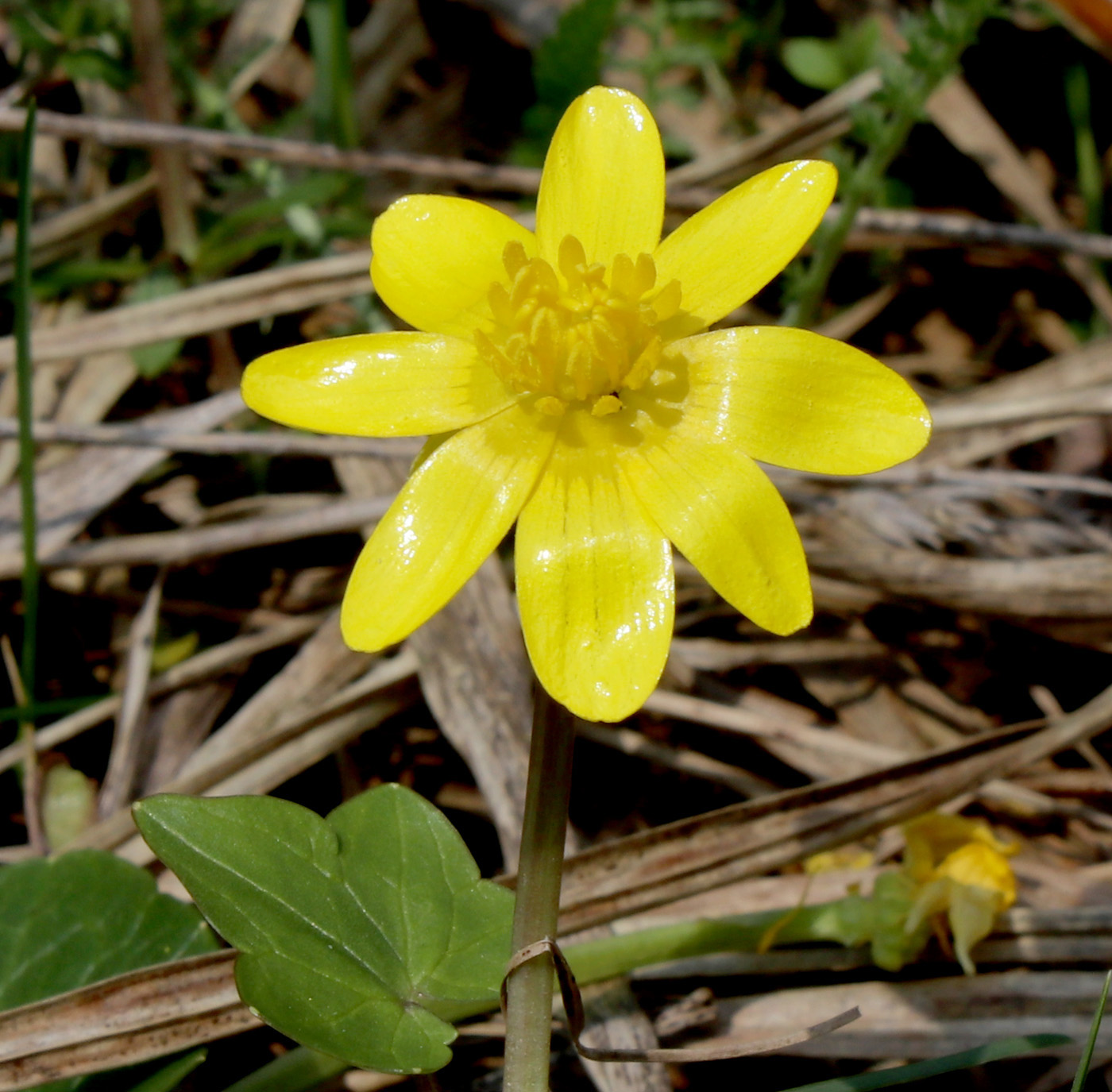 Image of Ficaria verna specimen.