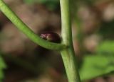 Cardamine bulbifera