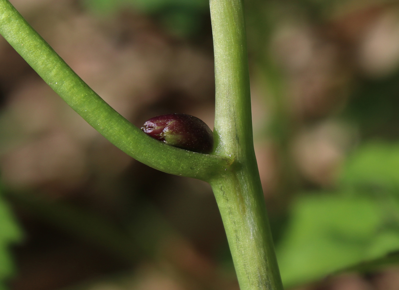 Image of Cardamine bulbifera specimen.