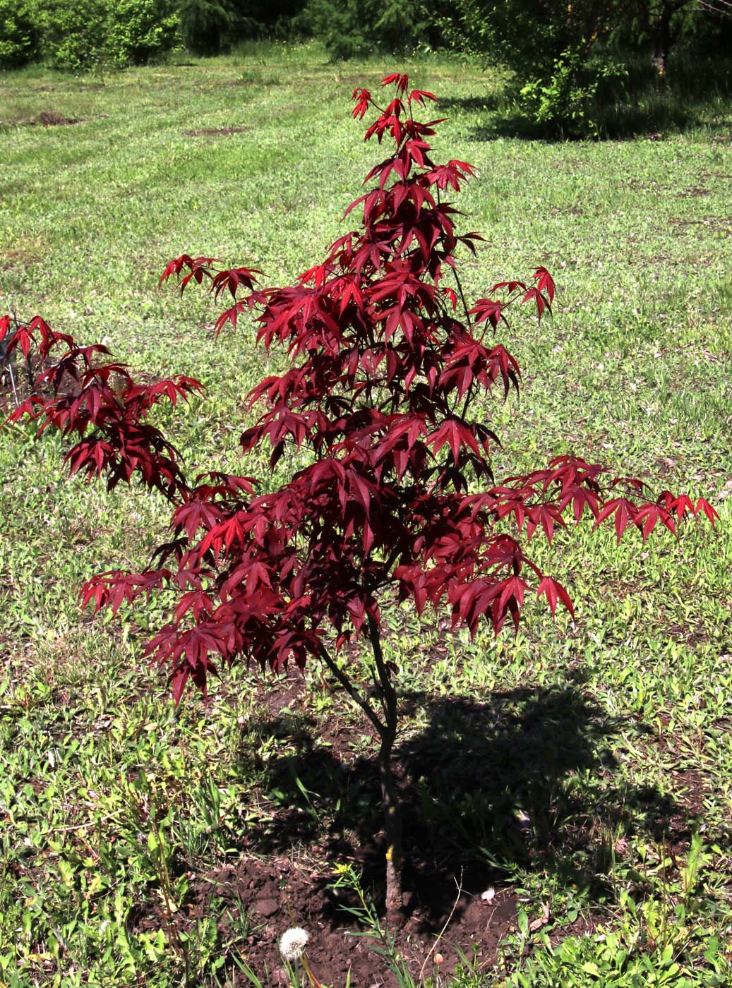 Изображение особи Acer palmatum.