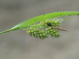 Carex pallescens